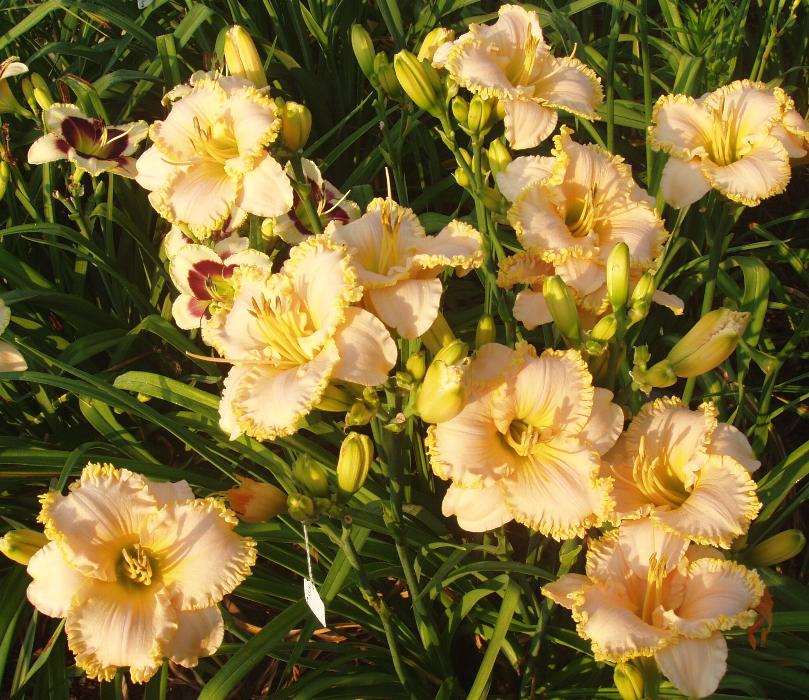 Small World Gardens