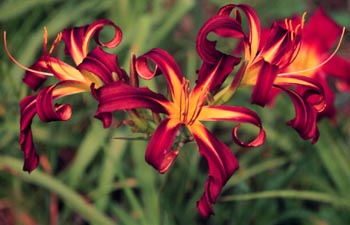 Daylilies