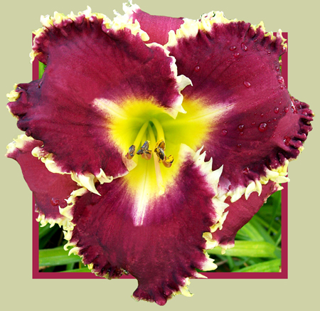 Cross Border Daylilies