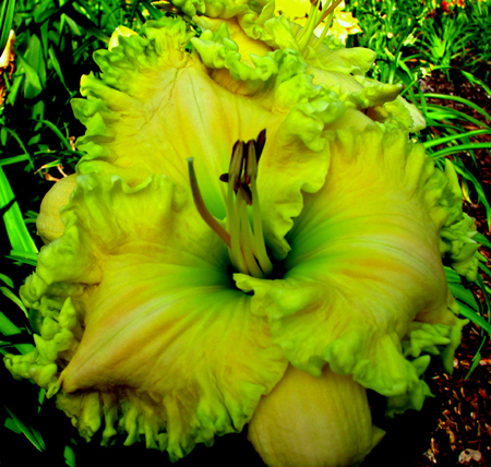 Floyd Cove Nursery