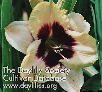 All Consuming Passion, Daylily