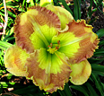 Amber Stained Glass, Daylily