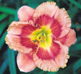 Autumn in Charlevoix, Daylily