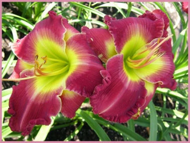 Beauty of the Empire, Daylily