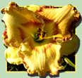 Captain's Lair, Daylily