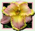 Carry on Camping, Daylily