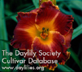 Copperhead Road, Daylily
