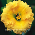 Coyote Moon, Daylily