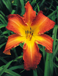 Curious George, Daylily
