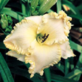 Dripping with Gold, Daylily