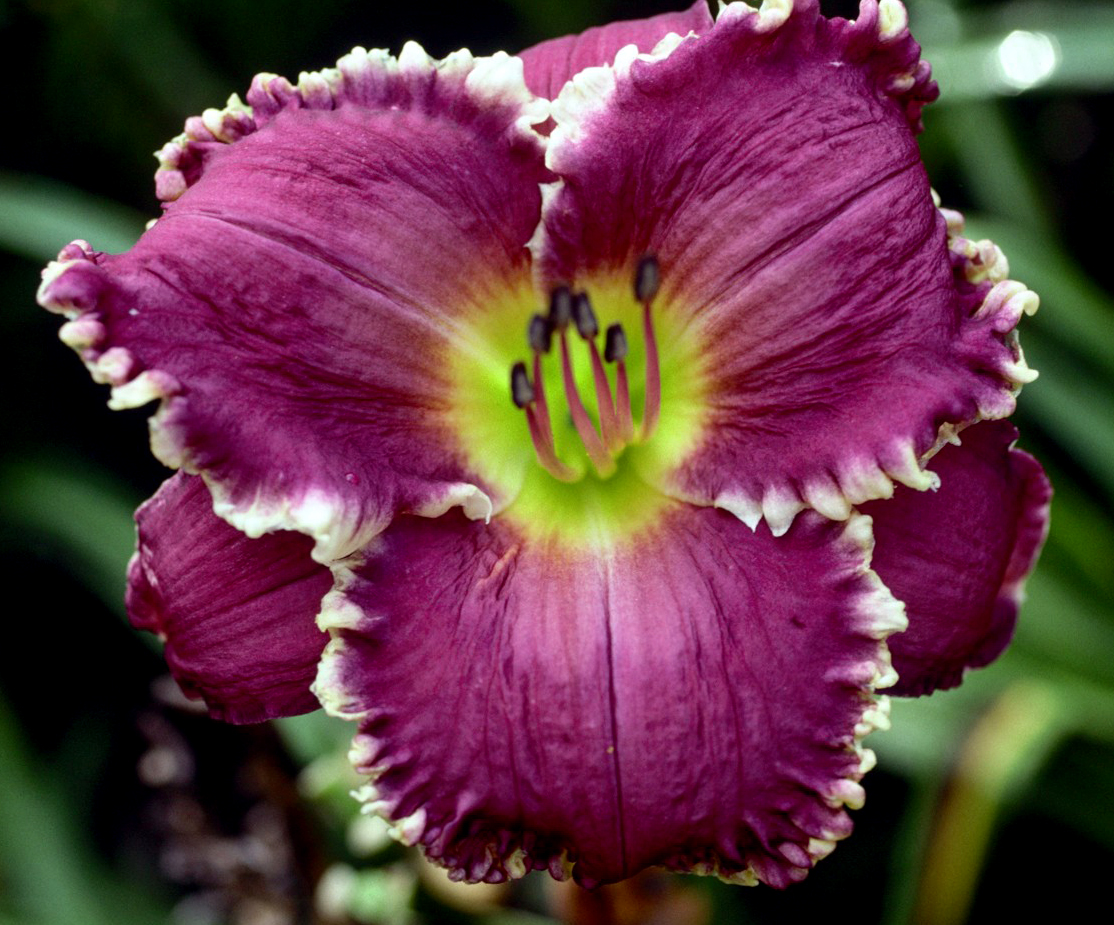 Face of the Stars, Daylily