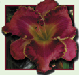 Indecent Proposal, Daylily