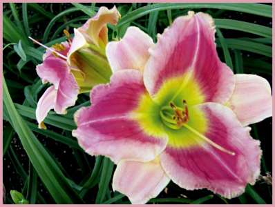 Just a While Longer, Daylily