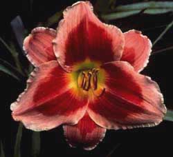 Key to My Heart, Daylily