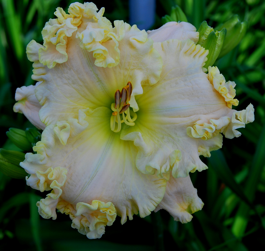 Lacy All Over, Daylily