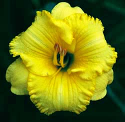 Meaningful Gesture, Daylily