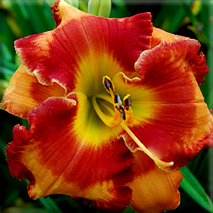 Mexican Elvis, Daylily