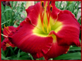 Mississippi Red Bed Beauty Daylily