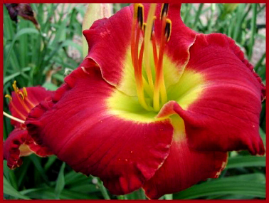 Mississippi Red Bed Beauty, Daylily