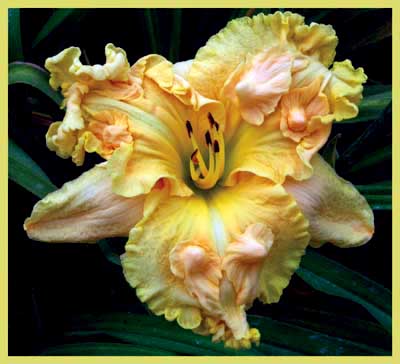 Move Over Dolly, Daylily