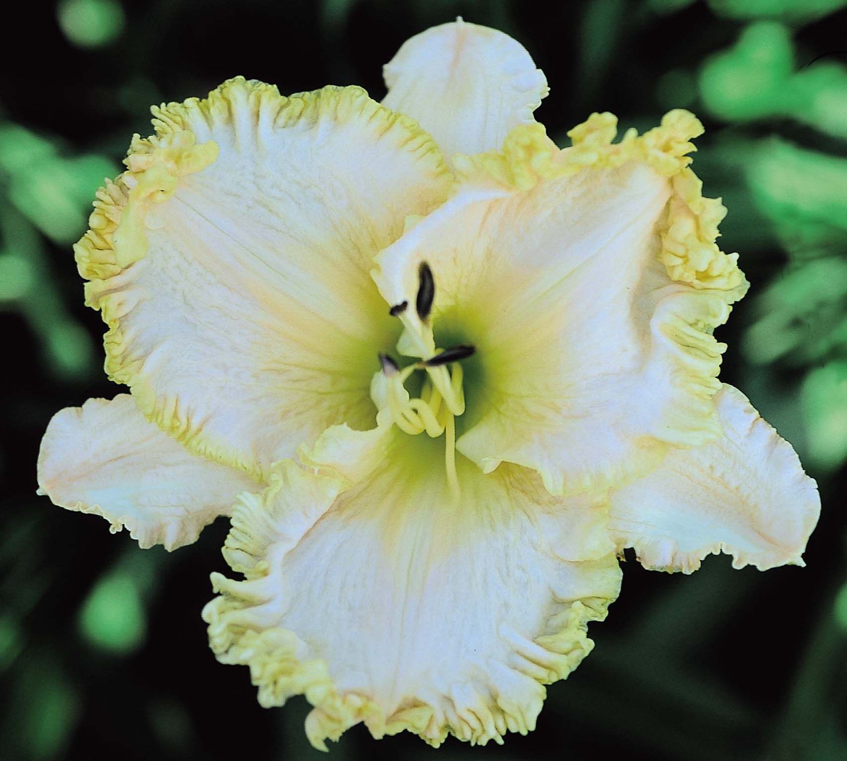 New Direction, Daylily