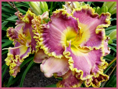 Orchid Gilded Ruffles, Daylily