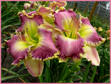 Ring the Bells of Heaven, Daylily