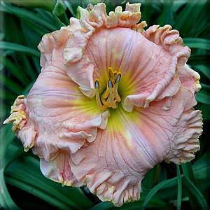 The Great Goolsby, Daylily