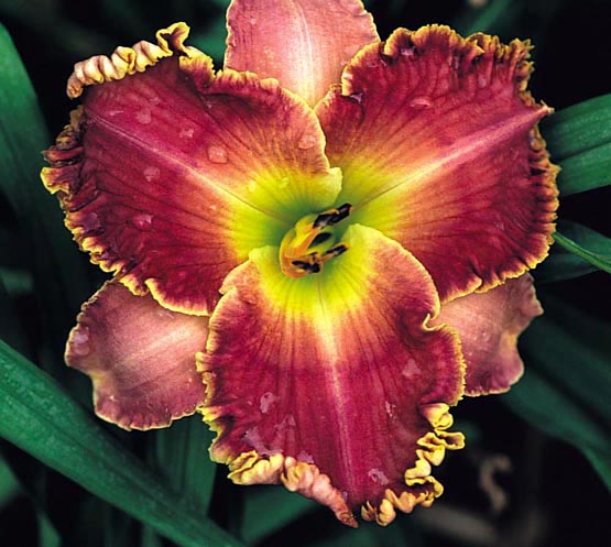 Something to Talk About, Daylily