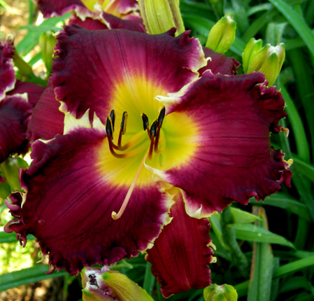 Spacecoast Snaggletooth, Daylily