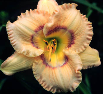 Spatial Anomolies, Daylily