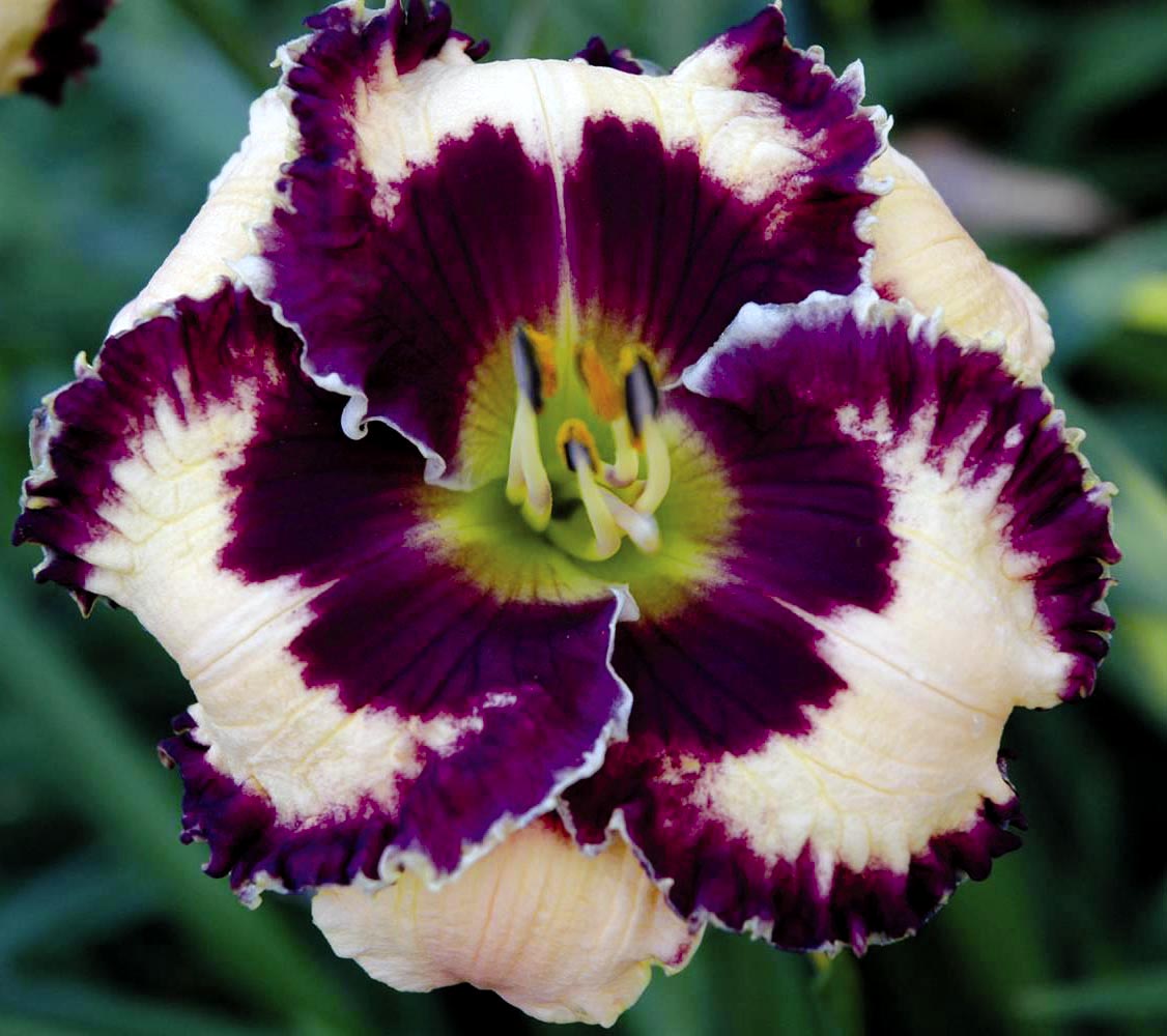 Special Candy, Daylily