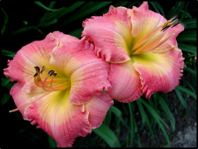 Till the End of Time, Daylily