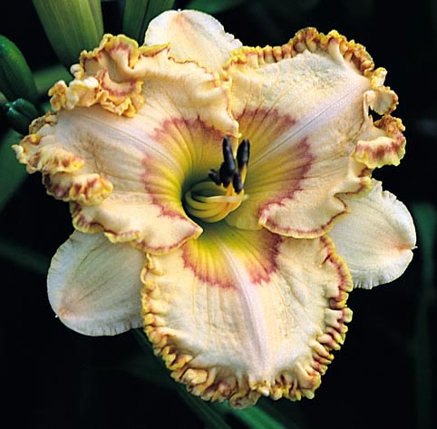 Time for Eternity, Daylily