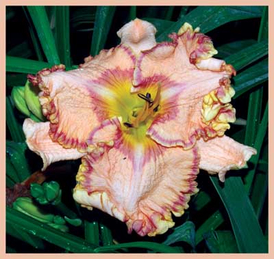 Tony Thompson, Daylily