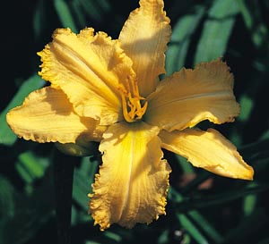 Tough Cookie, Daylily