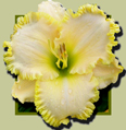 Vow of Silence, Daylily