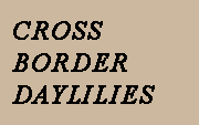 Cross Border Daylilies