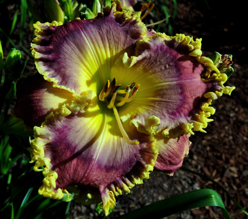 Beyond Pluto, Daylily