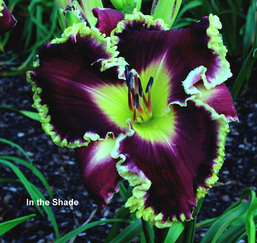 Black to the Future, Daylily