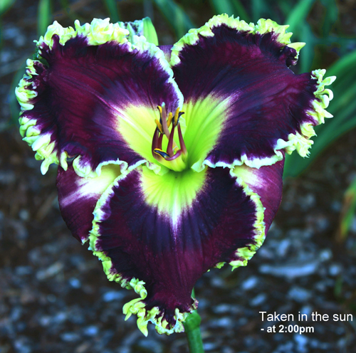 Black to the Future, Daylily
