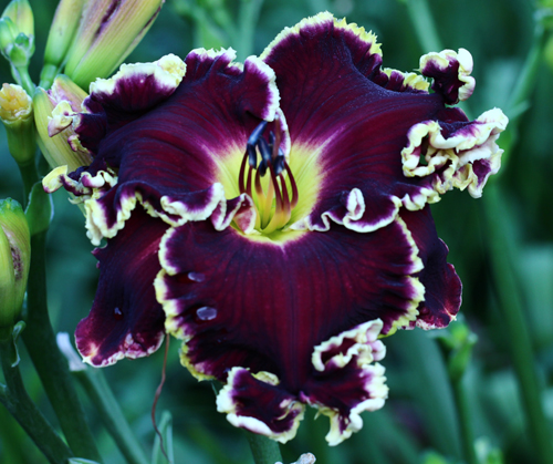 Buffalo Thunder, Daylily