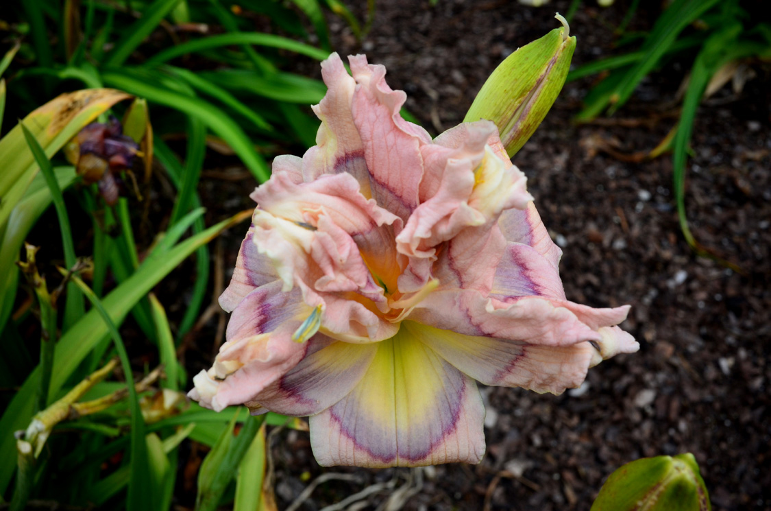 Bumble Bee Flasher, Daylily