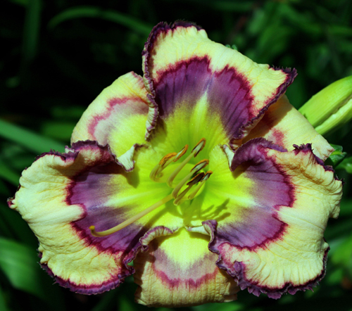 Colorful Impressions, Daylily