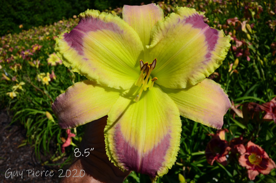 Completely Frosted,  Daylily