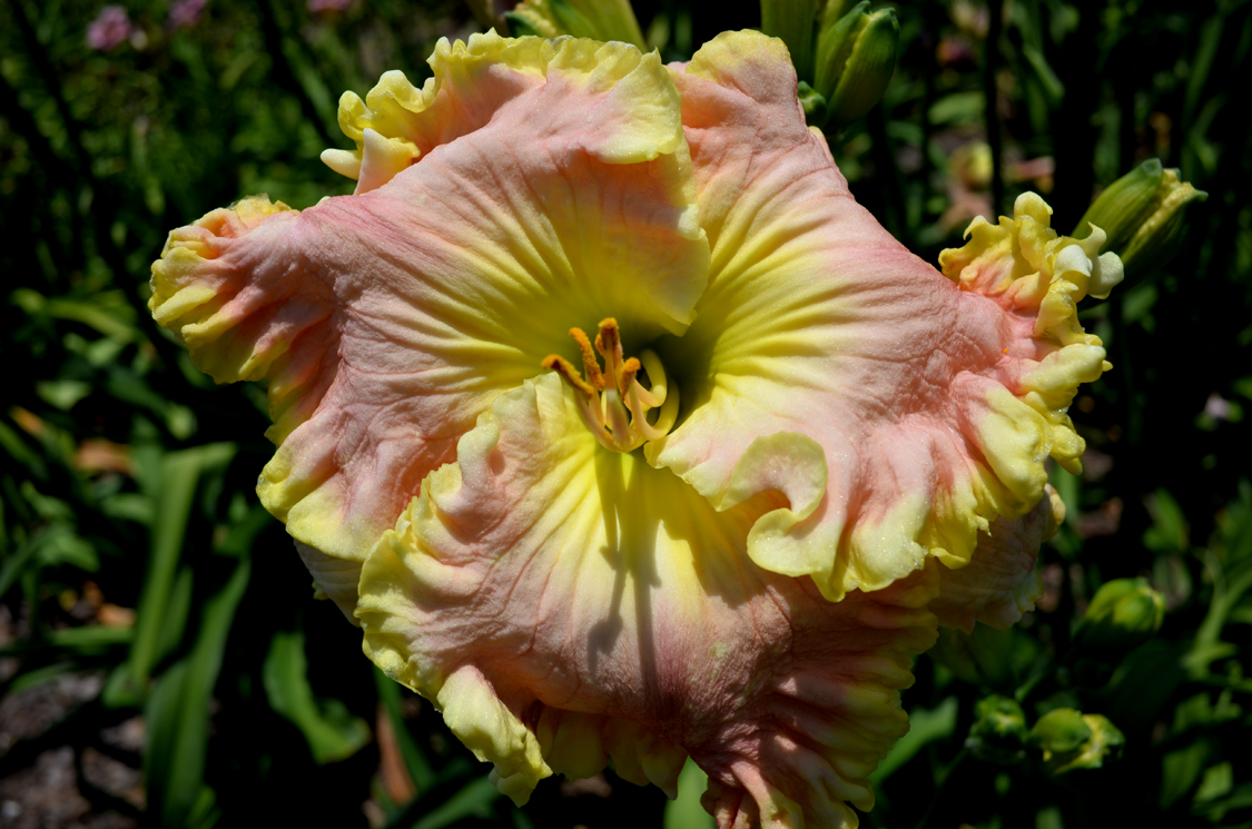 Curvaceous Flare, Daylily
