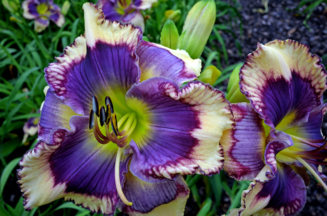 Desired Effect, Daylily