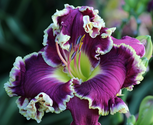 Eula's Choice, Daylily