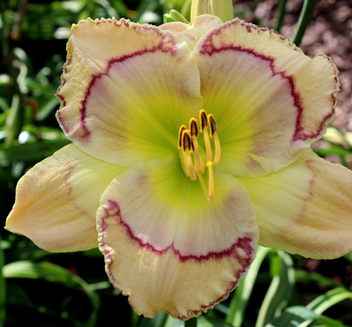 Facemaker, Daylily