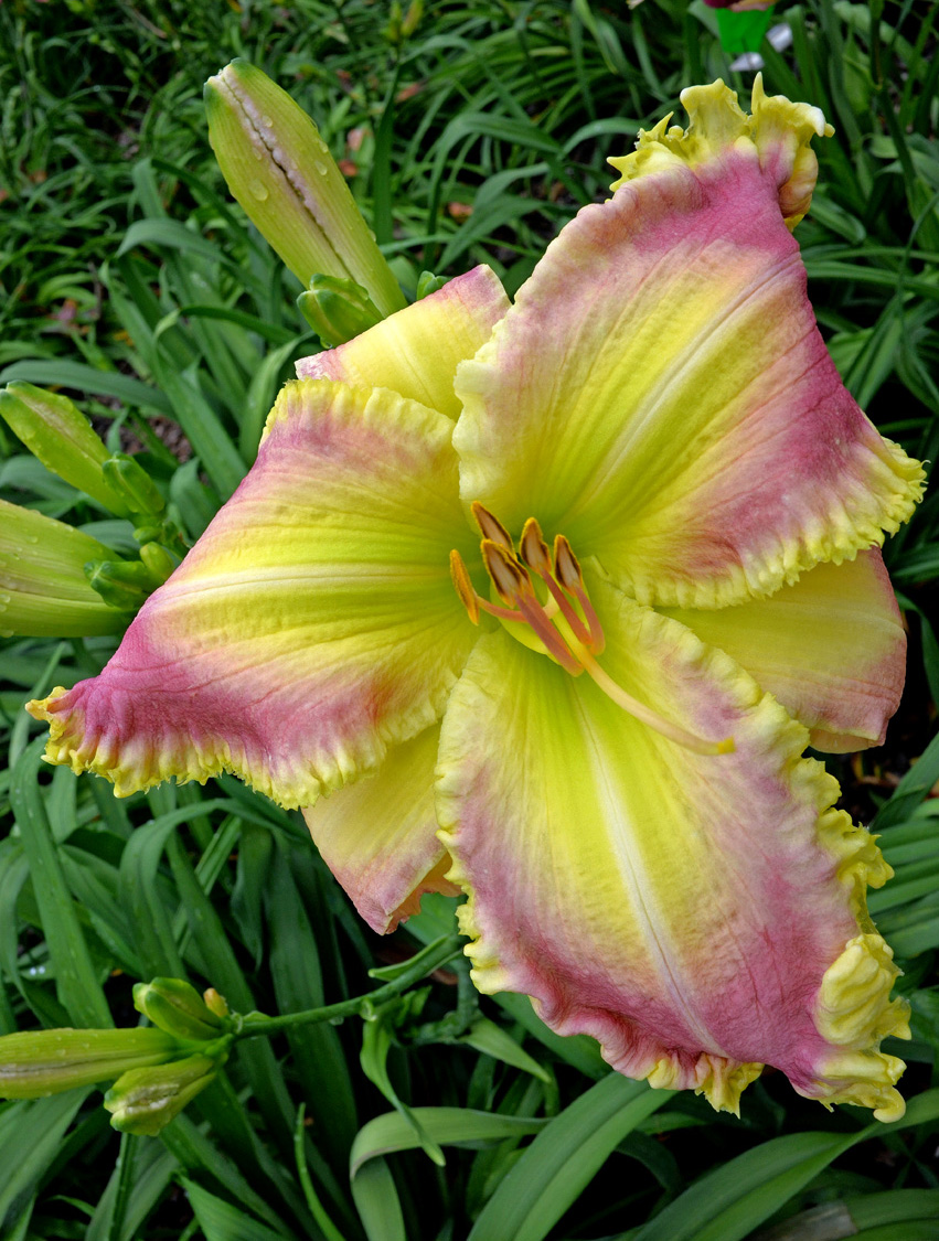 From Heaven for Helen, Daylily